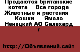 Продаются британские котята  - Все города Животные и растения » Кошки   . Ямало-Ненецкий АО,Салехард г.